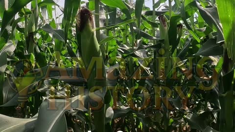 The Bridge That Was Made of Cornstalks | #shorts #history