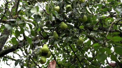 Harvesting Pears and Preserving for the Winter, Village Cooking Vlog