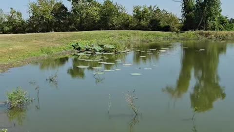 Does a pond or tank improve your property?