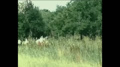 She was surprised when they invaded her backyard