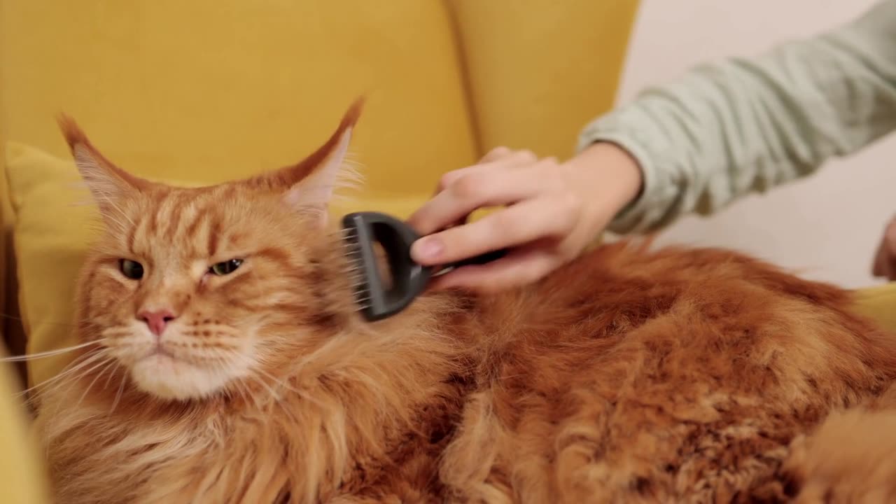 Relaxing Cat Grooming Session on a Cozy Yellow Chair