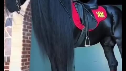 Magnificent Horses – A Rare Beauty in Nature