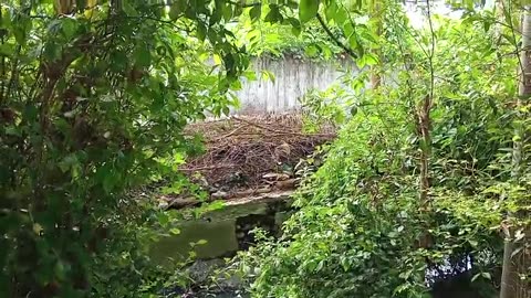 Nature’s Serenity: Relaxing Scenery and Sounds