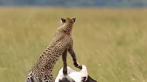Ai gone wild