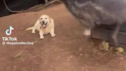 Get out of the emu's way