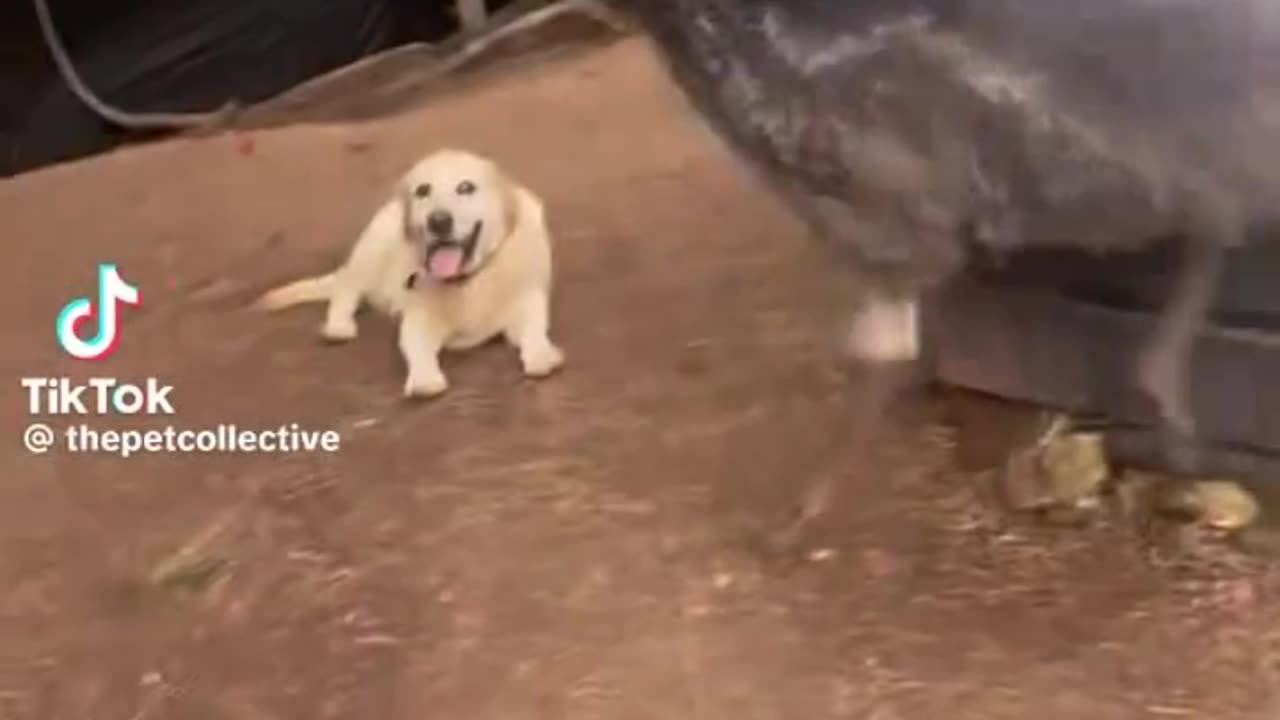 Get out of the emu's way