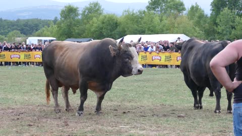 Kobra od Matea i Frizera vs Peran od Benita Grude 2025