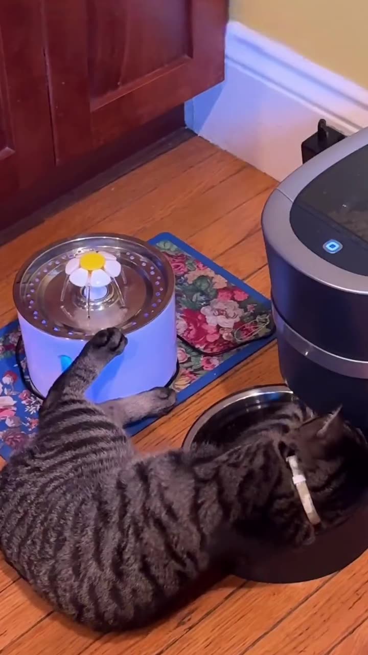 Hungry Cat Tries To Break Into Automatic Feeder thumbnail