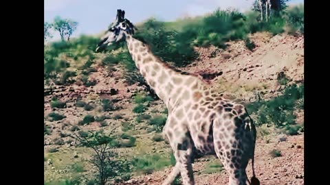 Giraffe's Daily Life