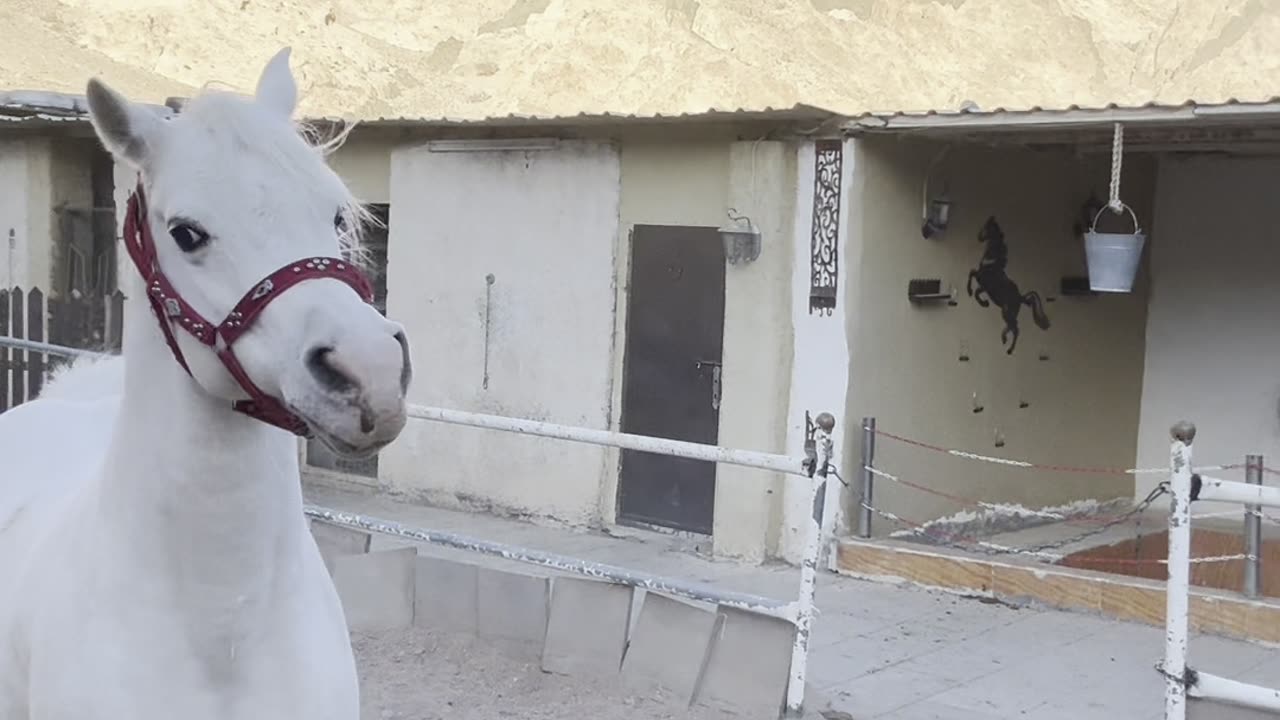 باشا حبيب قلبي