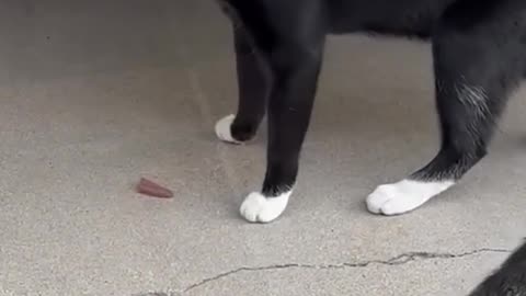 #18 "Watch This Cat Learning to Climb Stairs – The Result Is Hilarious!"