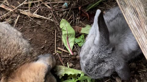 This Bunny's Fluffy Snuggle Will Melt Your Heart 🥰