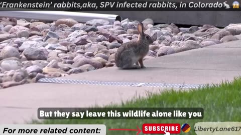 🧟‍♀️🐰‘Zombie’ Rabbits with Black Horns & Tentacles Have Been Spotted in Colorado