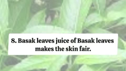 8 benefits of eating Basak leaves