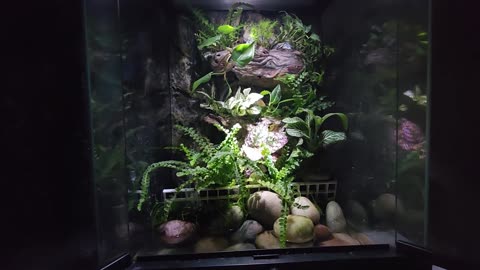 Building a Lush Paludarium Paradise Start to Finish!