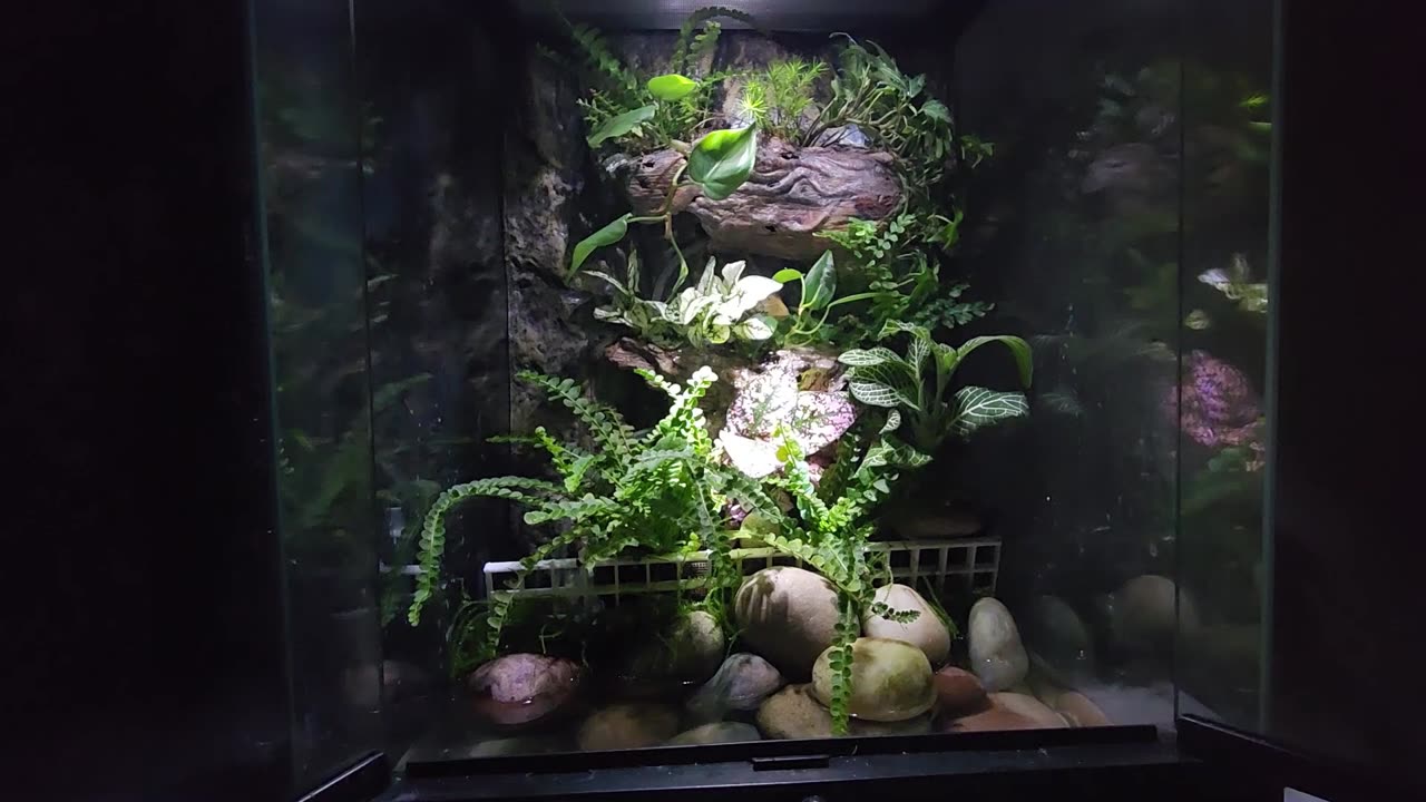 Building a Lush Paludarium Paradise Start to Finish!