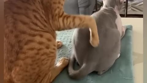 Fun