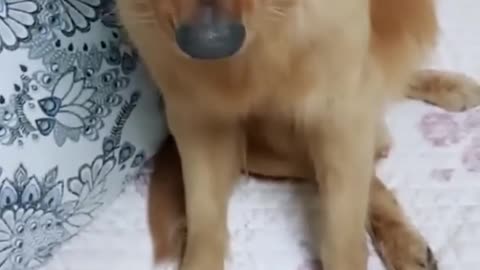 Eggs? I haven't seen any eggs...