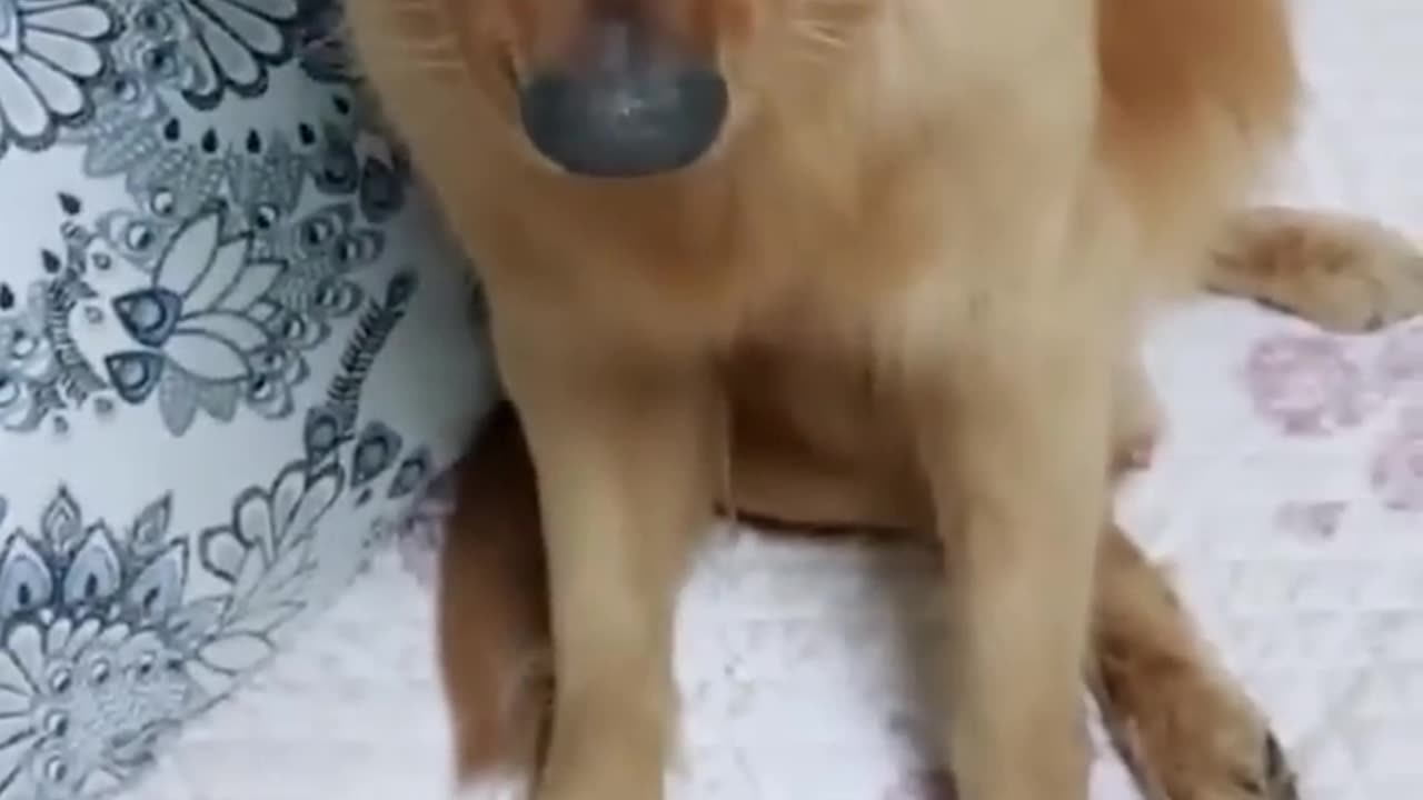 Eggs? I haven't seen any eggs...