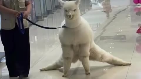 🦙💃 This Llama's Dance Will Make You Laugh! | FunFM