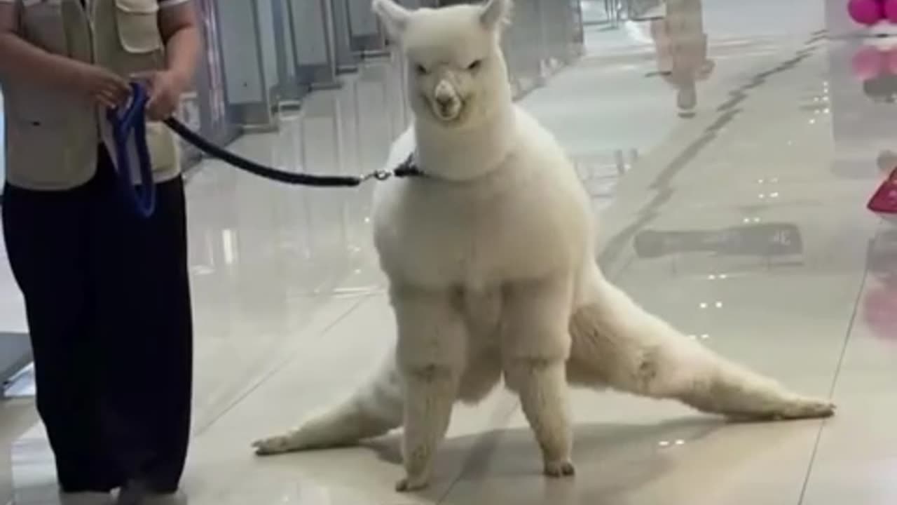 🦙💃 This Llama's Dance Will Make You Laugh! | FunFM