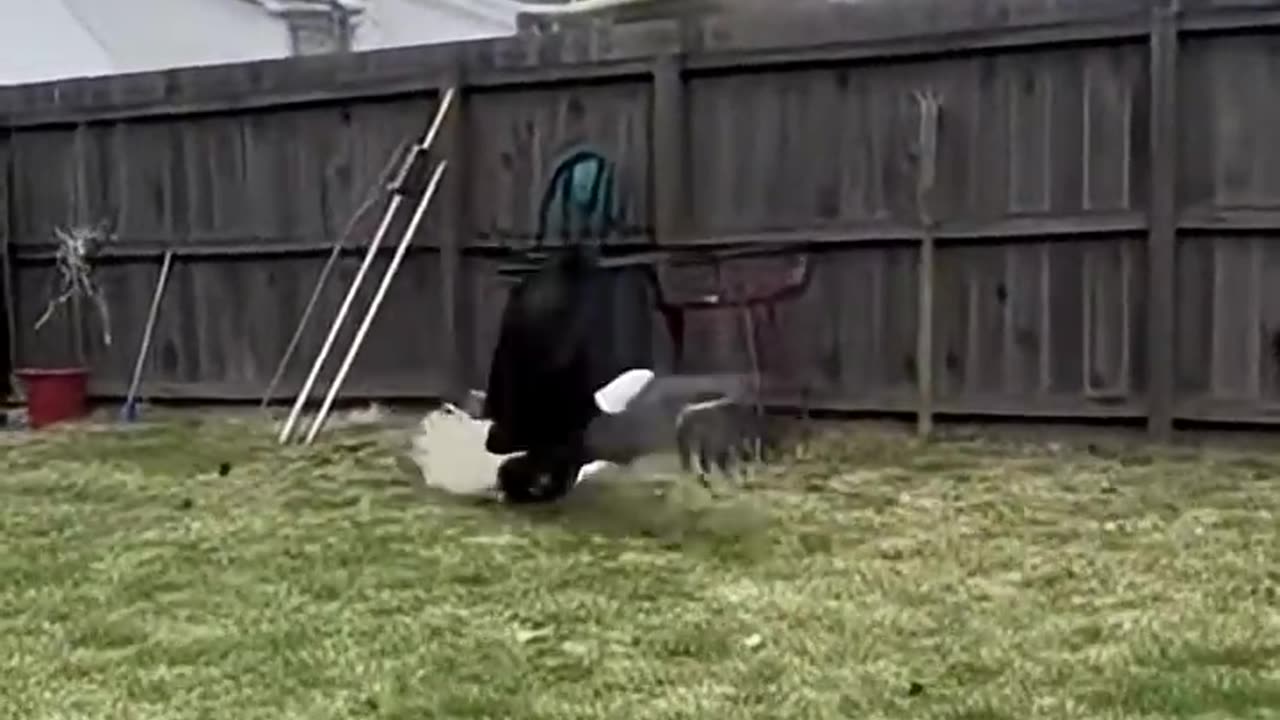 Cat Saves Puppy From Eagle Attack