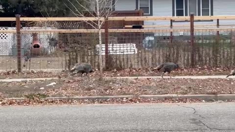 Wild Turkeys Roam the Streets of Downtown Loveland