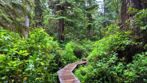 Walking Rainforest Trail on Vancouver Island | 4K