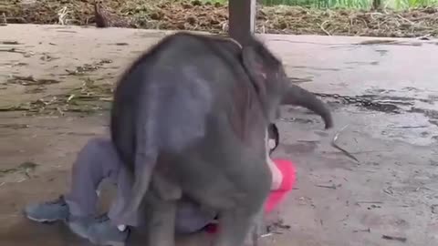 Happy time, would you like to play with this elephant? 🐘
