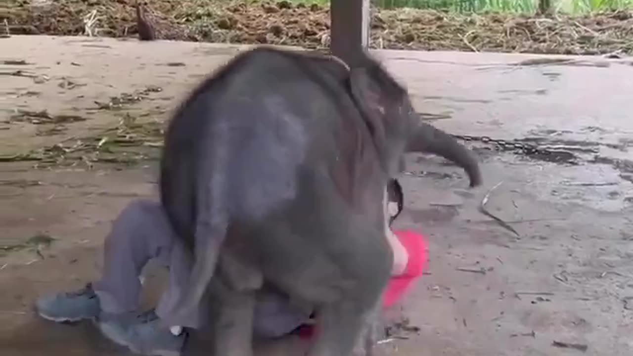 Happy time, would you like to play with this elephant? 🐘