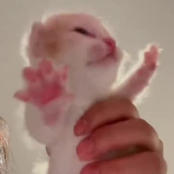 😻 Cutest & Funniest Kittens Ever 🐾 | Viral Cat Compilation 2025 😂