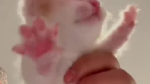 😻 Cutest & Funniest Kittens Ever 🐾 | Viral Cat Compilation 2025 😂