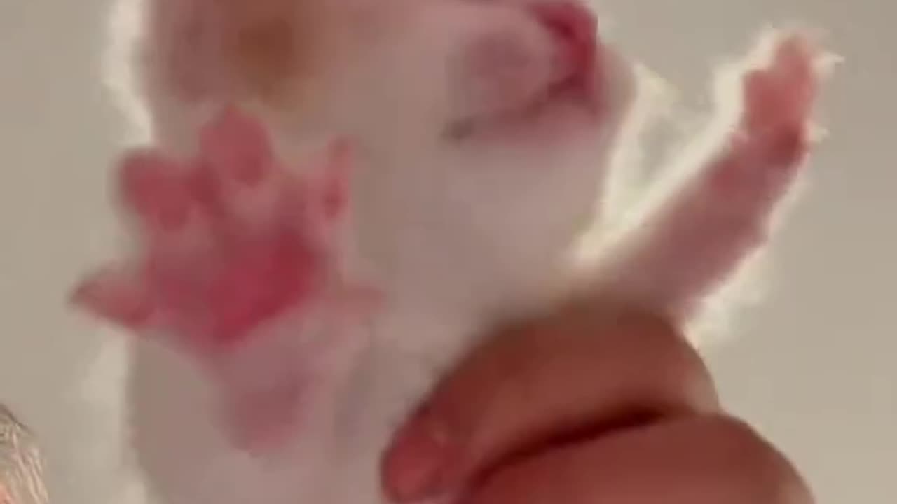 😻 Cutest & Funniest Kittens Ever 🐾 | Viral Cat Compilation 2025 😂