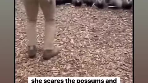 Possum Defense