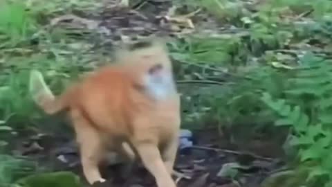 Metal Cat