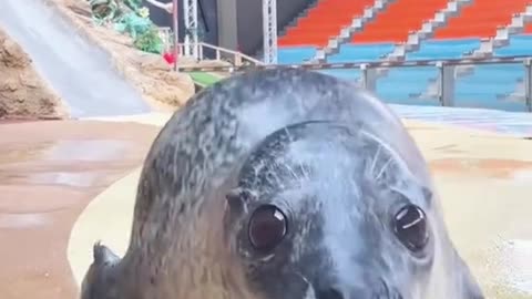 WHY SEAL RUB THEIR BELLIES