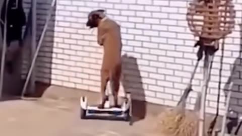 Funny animals videos ! Try not to laugh! 😹🐶🤣