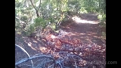 Bigfoot blocks off trail to remote cabin