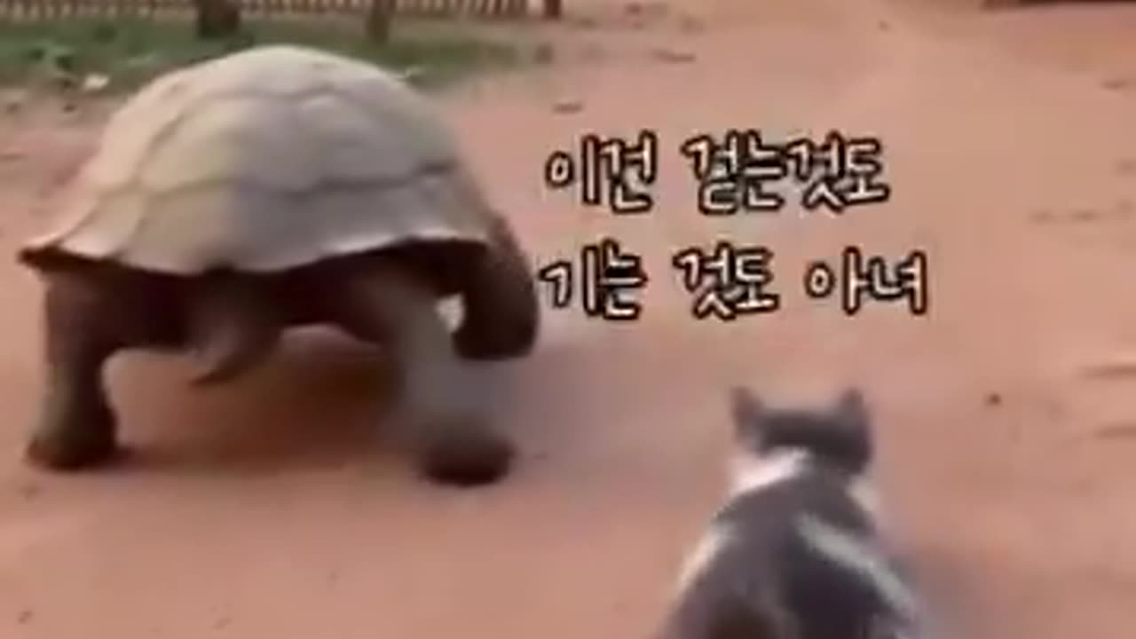 Cats thinks he’s a turtle.. 😺😊