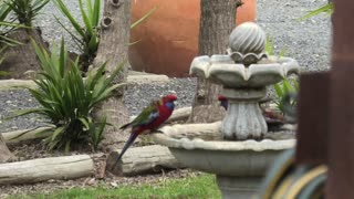 Birds Enjoying Jaya