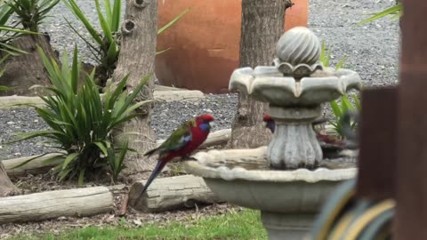Birds Enjoying Jaya