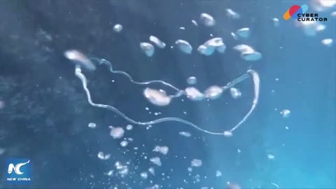 Underwater Magic: Mesmerizing Bubble Rings 🌊💫