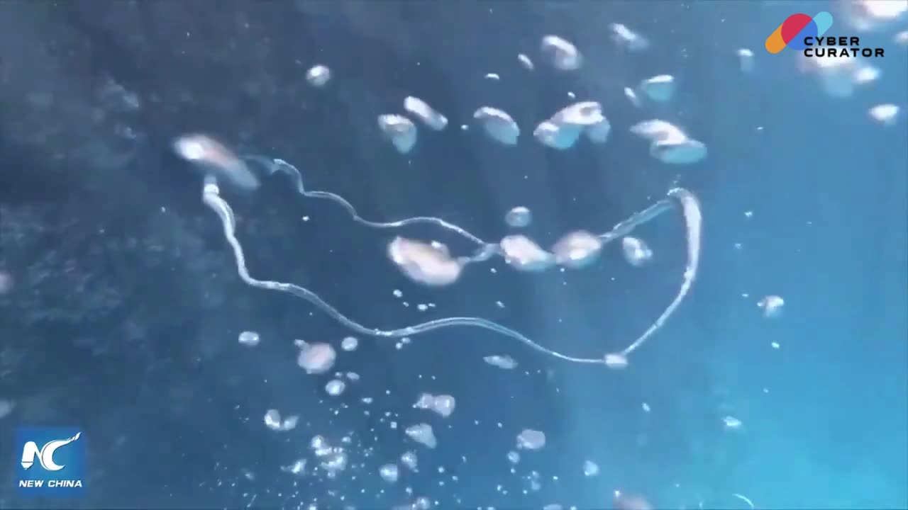 Underwater Magic: Mesmerizing Bubble Rings 🌊💫