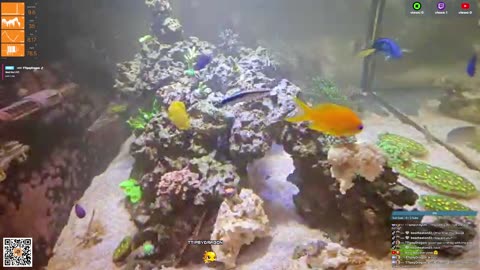 24/7 Real Live Reef Stream