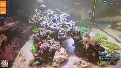 24/7 Real Live Reef Stream