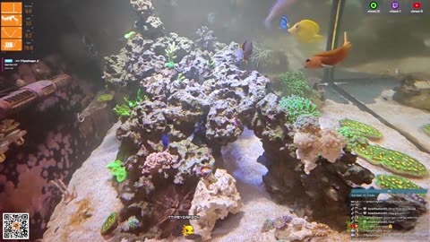 24/7 Real Live Reef Stream