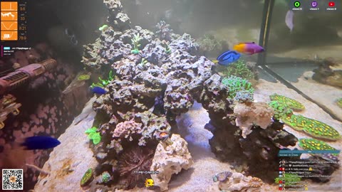 24/7 Real Live Reef Stream