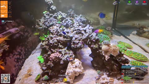 24/7 Real Live Reef Stream