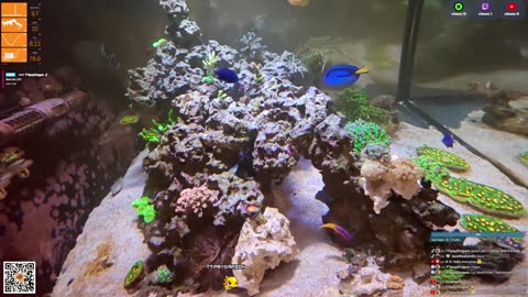 24/7 Real Live Reef Stream