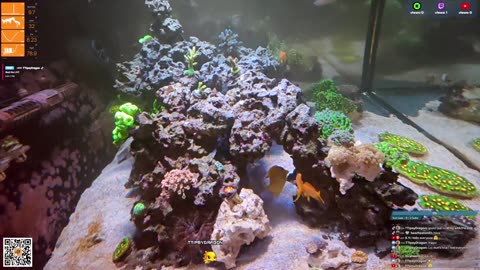 24/7 Real Live Reef Stream